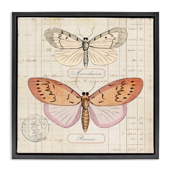 Stupell Industries Drawn Butterfly Studies Insects Painting Black Floater Framed Canvas Art Print Wall Art, 18 x 18