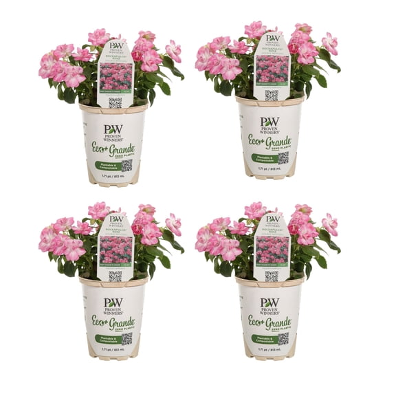 Proven Winners 4" Pink Rockapulco Rose Double Impatiens Live Plant in 4.25" Pot (4 Count)
