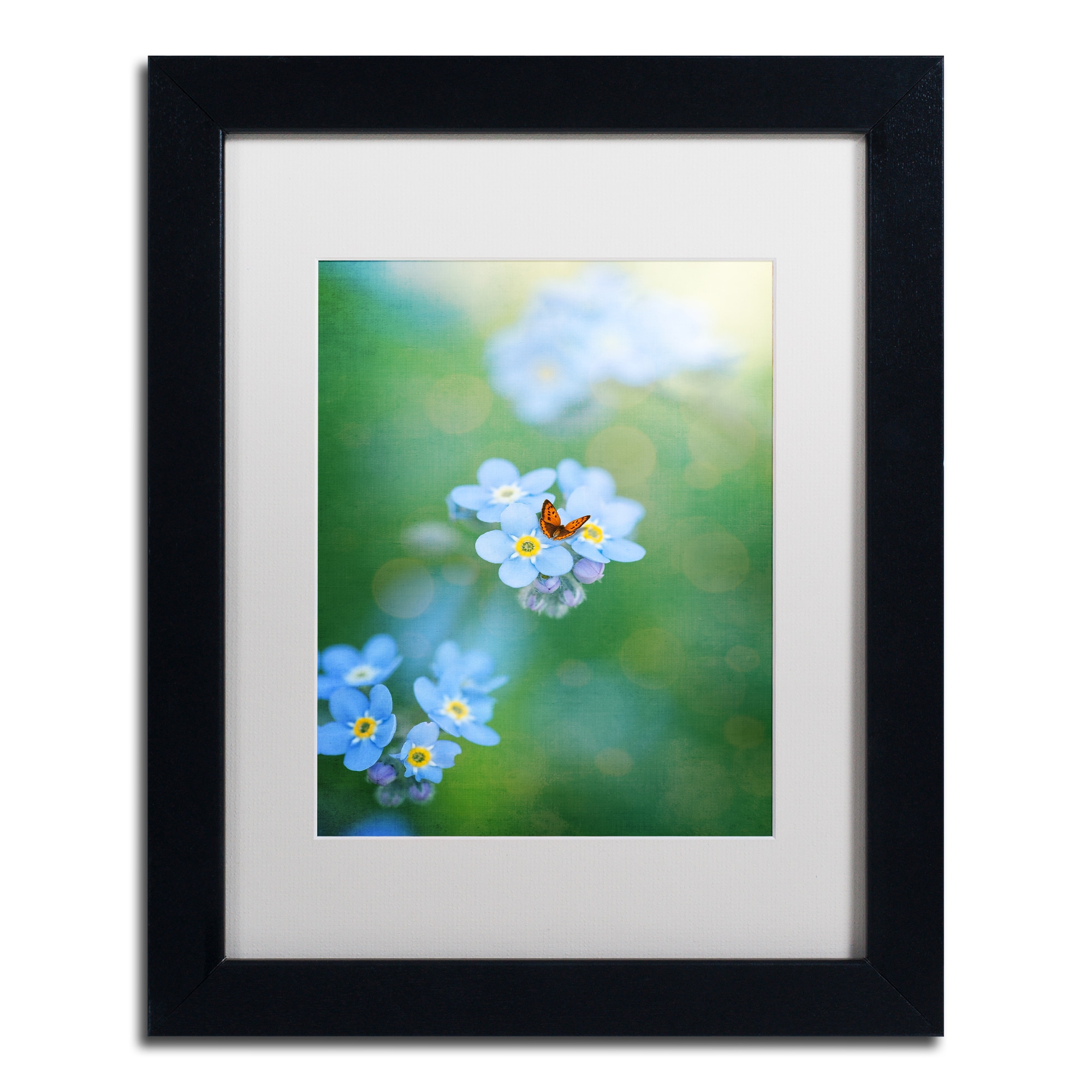 Trademark Fine Art "Forget-Me-Not" Canvas Art by Philippe Sainte-Laudy, White Matte, Black Frame