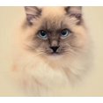 thumbnail image 1 of Soft cat - Peinture Diamant DIY, 1 of 6