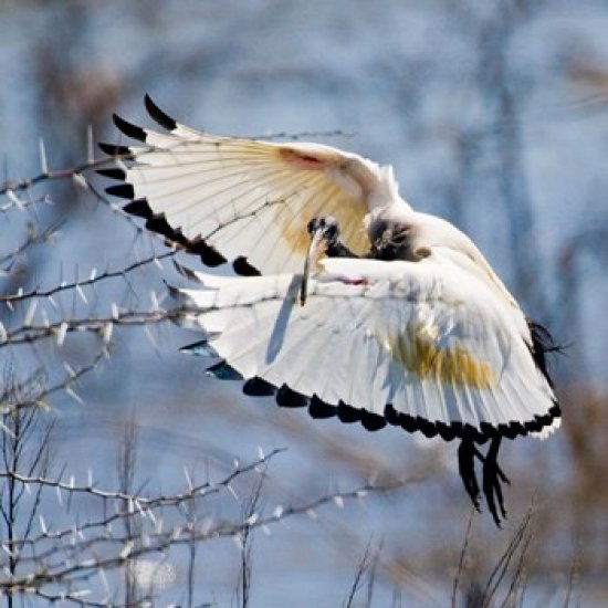 Sacred Ibis bird, Northern Cape, South Africa Poster Print by Ralph H. Bendjebar (34 x 34)