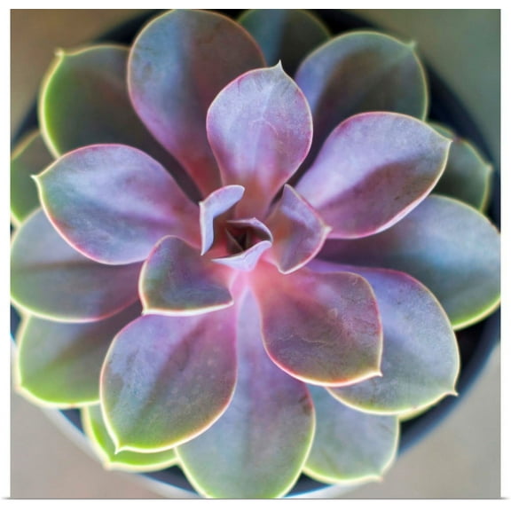 Great BIG Canvas | "Close to Nature" Art Print - 30x30