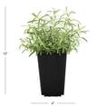 thumbnail image 4 of Expert Gardener 1QT Green Rosemary Live Perennial Plant Sun, 4 of 6