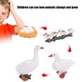 thumbnail image 2 of Animal Growth Cycle Biological Model,4 Stage Growth Cycle Model Animal Duck Life Cycle Models Children Educational Toy Lifelike Life Cycle Model Set for Kids Education(A), 2 of 9