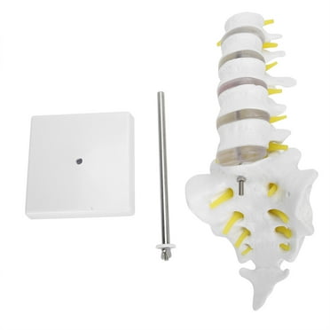 Anatomical Learning Tool for Classroom Instruction Life-Sized Lumbar Vertebrae Education Model