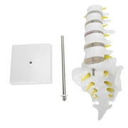 Human Lumbar Vertebral Model School Educational Teaching Model Tool Spine Model TARTIKAILY