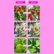 thumbnail image 4 of Led Full Spectrum Lights LED Grow Light Bulb Full Spectrum Growing Lights For Indoor Plants E26 E27 Plant Light Bulbs For Indoor Greenhouse Hydroponic Succulent ANGGREK DA1014, 4 of 8