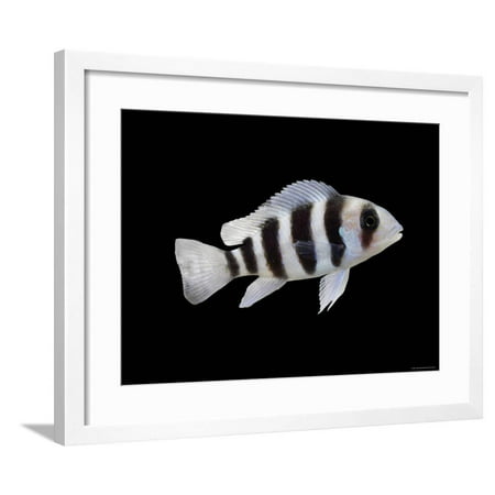 Humphead Cichlid {Cyphotilapia Frontosa) Framed Print Wall Art By Jane (Best Food For Frontosa)