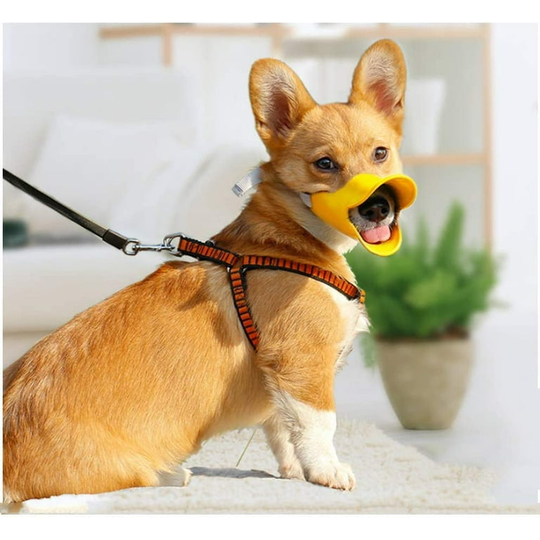 Chihuahua sales duck muzzle