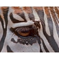 thumbnail image 2 of Galloimages Online 32x26 Black Ornate Wood Framed with Double Matting Museum Art Print Titled - Zebra Eye, 2 of 4