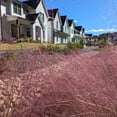 thumbnail image 5 of Pink Muhly Grass - Muhlenbergia capillaris, 5 of 5