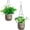 Gray, variant on 2 Pack Self Watering Planters Indoor Flower Pots, 5.3 Inch Outdoor Basket, Hanger with 3Hooks Drainage Holes for Garden (White)