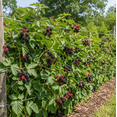 thumbnail image 5 of Set of 2 Ouachita Blackberry Live Plants 4-6 Inches Tall, Thornless Berry Bushes for Garden, Patio and Container Growing, 5 of 7