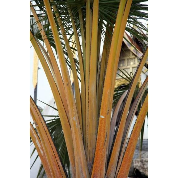 10 Golden Palm Tree Seeds for Planting - Corypha utan, Buri Palm