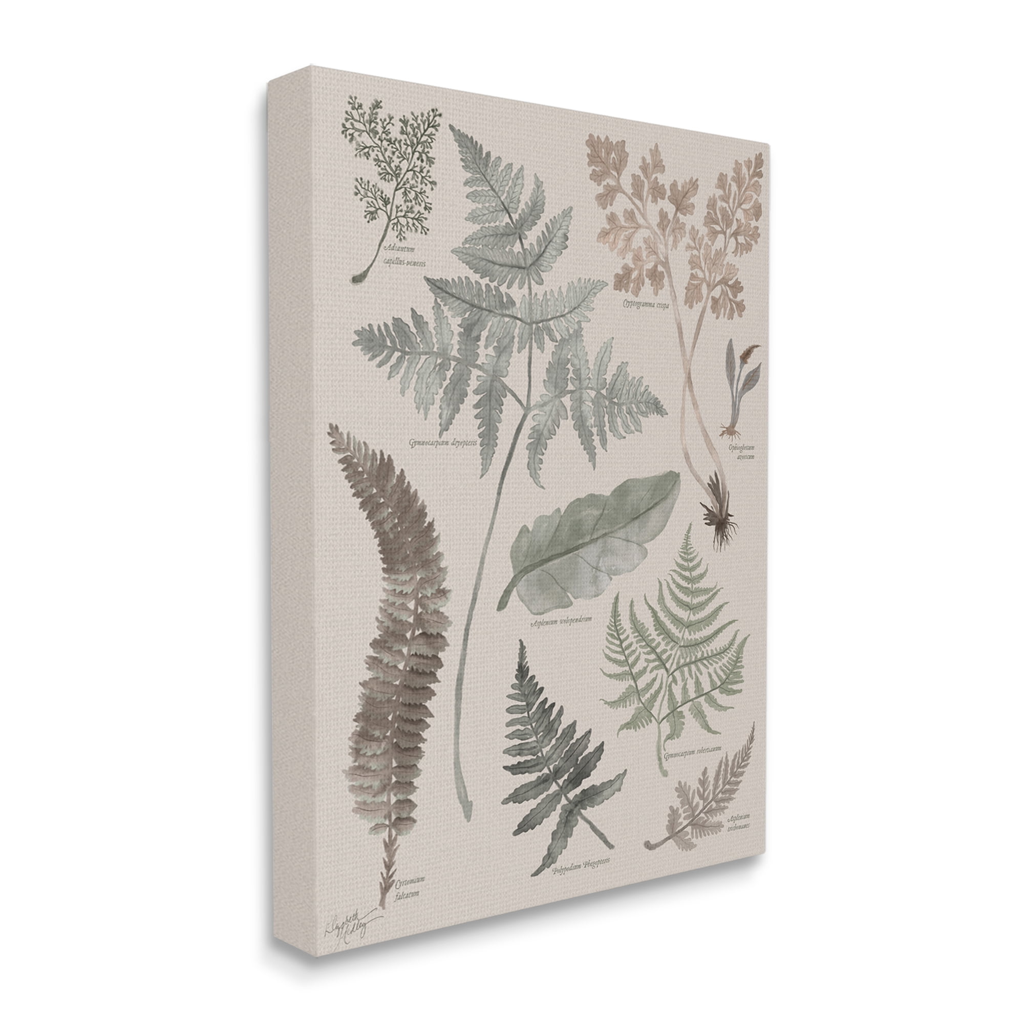Stupell Industries Various Botanical Leaves Latin Study Informative Page Graphic Art Gallery Wrapped Canvas Print Wall Art, Design by Elizabeth Medley