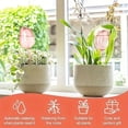 thumbnail image 5 of 4Pcs Tulips Self Plant Watering Globes, Glass Self Watering Planter Insert, Automatic Plant Waterer Devices Indoor Outdoor, 5 of 9
