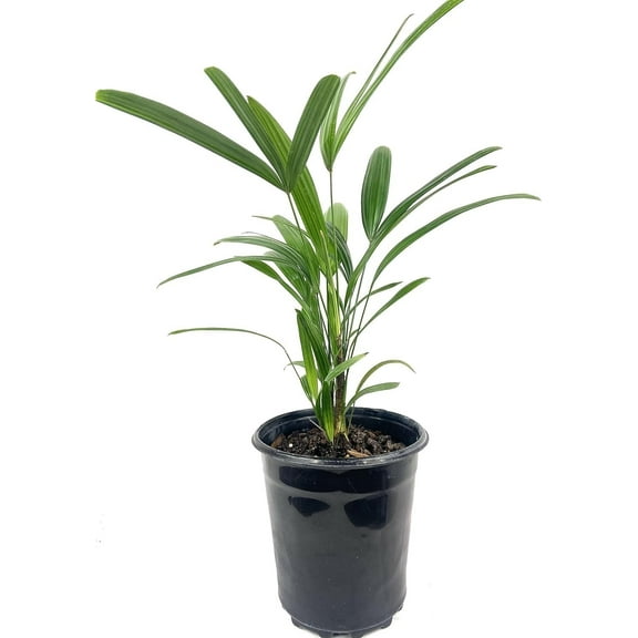Lady Palm - Live Starter Plant in a 2 Inch Pot - Rhapis Excelsa - Beautiful Clean Air Indoor Outdoor Houseplant