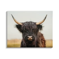 Stupell Industries Black Highland Cow Portrait Animals & Insects Photography Gallery Wrapped Canvas Print Wall Art, 48 x 36