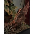thumbnail image 5 of Mini Chunk Virgin Cork Bark for Reptiles, Spiders & Vivariums – Natural Terrarium Décor, Hides & Climbing Branches, 5 of 9