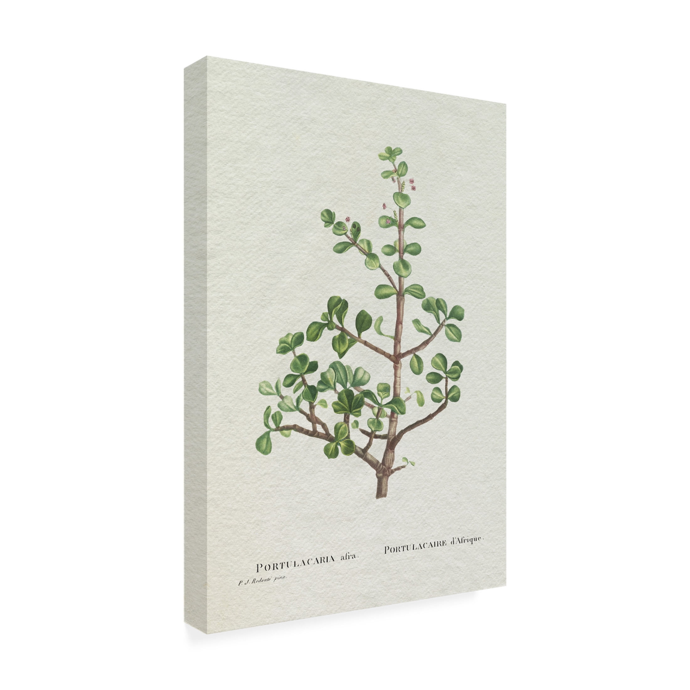 Trademark Fine Art Pierre Redoute  Redoute Succulent IV Canvas Wall Art