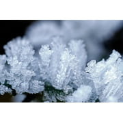 Peel-n-Stick Poster of Frozen Cold Hoarfrost Ripe Frost Ice Eiskristalle Poster 24x16 Adhesive Sticker Poster Print