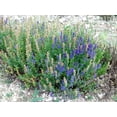 thumbnail image 6 of 150 Portuguese SPIKE LAVENDER Lavandula Latifolia syn. Spica Broadleaved Fragrant Blue Purple Flower Herb Seeds, 6 of 10