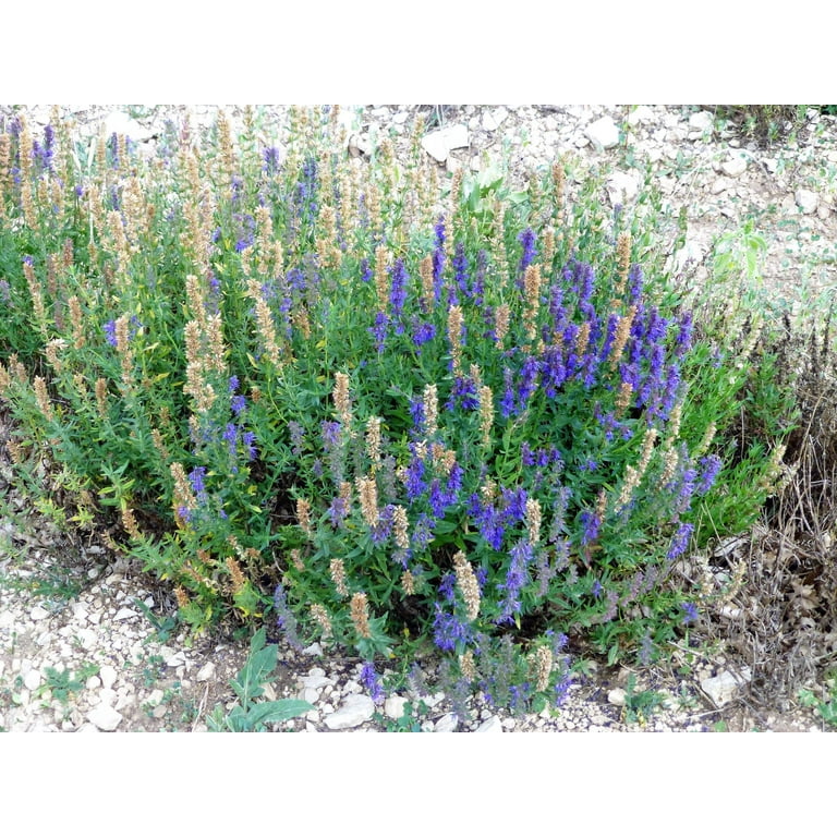 Citronella Seeds For Planting Canada Spike Lavender Seeds (Lavandula  Latifolia) - Pack Of 100 Seeds For Gardening, Herb Planting Lavender Garden  Seeds