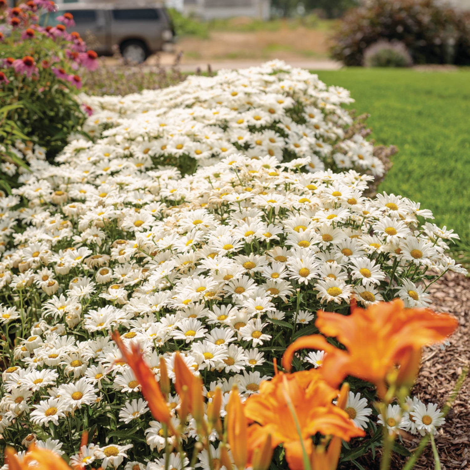 Proven Winners 5" White Amazing Daisies Daisy May Shasta Daisy Live Plant in 4.5" Pot