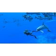 thumbnail image 5 of Videojuego Nintendo Endless Ocean: Luminous EU Import, 5 of 5