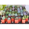 thumbnail image 3 of The Succulent Source Assorted Succulents 2" Live Plants in 2" Square Pots (10 Count), 3 of 4