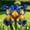 C, variant on Butterfly Flower Iris for planting-Home Decoration-Beautiful Gift Garden-Premium Garden Stakes-Bloom Year After Yea-Home Decoration-Beautiful Gift Gardenr-(Non-Artificial)