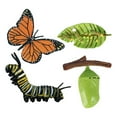 thumbnail image 2 of Animals Butterfly Life Cycle Model Figures Toy Science Kids Education Learning, 2 of 8