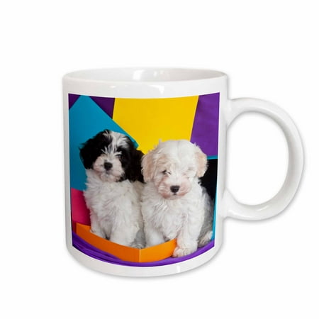 

3dRose Two Havanese puppy dogs by colors - US05 ZMU0291 - Zandria Muench Beraldo Ceramic Mug 15-ounce