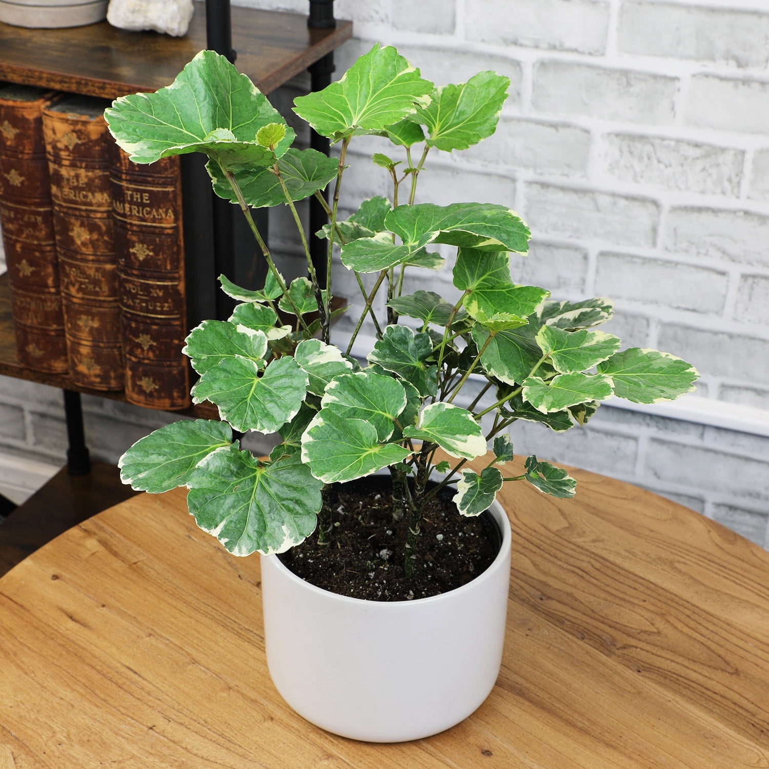Variegated Dinner Plate, Aralia | 6in Pot | Easy Houseplant, Partial Sun | Element by Altman Plants