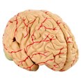 thumbnail image 3 of Modelo De Cerebro, Modelo De Arterias Cerebrales, Modelo De Cerebro Anatómico, Modelo De Cerebro Humano, Cerebro Humano De 8 Partes Para Exhibición De Estudio De Aula De Ciencia,, 3 of 7