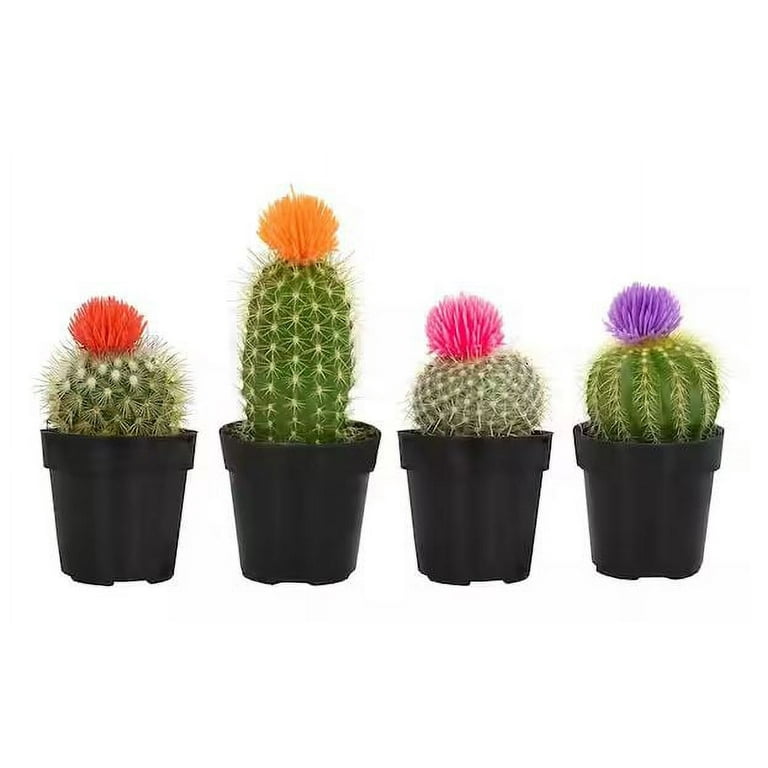Element Live Plant Assorted Cacti with Deco Flower in 3in