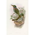 thumbnail image 3 of John Gould 16x24 Black Modern Framed Museum Art Print Titled - Lindsay's Kingfisher (1850-1883), 3 of 5