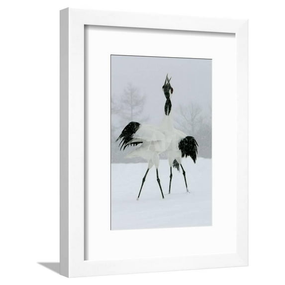 RedCrowned Crane Pair Displaying, Necks Intertwined, Animals Figurative World Culture Framed Art Print Wall Art Sold by Art.Com