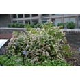 thumbnail image 6 of Abelia Rose Creek  1 Extra Large 3 Gallon Plant  Fragrant & Flourishing Shrub, Compact, Ornamental Plant Ideal for Hedges, Borders & Landscape Accents, Low-Maintenance & Drought-Resistant, 6 of 6