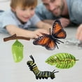 thumbnail image 3 of de modelo de de de mariposa de educativos para , juguetee biología de aprendizaje Conoscitivo, material didác A CUTICAT juguetes de crecimiento de insectos para niños, 3 of 8
