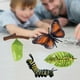 thumbnail image 4 of Modelo educativo del ciclo de los insectos y el crecimiento de las mariposas para niños, juguetes de aprendizaje de biología. A, 4 of 9