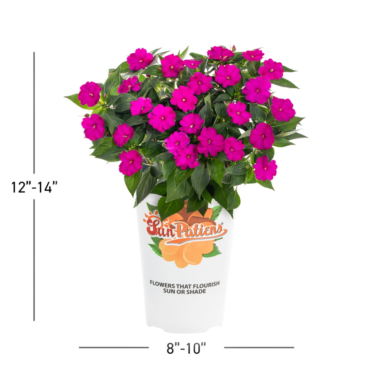 SunPatiens 2QT Purple Impatiens Live Annual Plant Sun 3-Pack