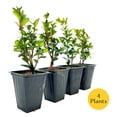 thumbnail image 4 of 4 Highlander Boxwood – Fast-Growing Upright Evergreen Shrub for Privacy Hedges, Screens & Borders (Buxus sempervirens ‘Highlander’) in 3.5″ Cubes, Live Plants, 4 of 9