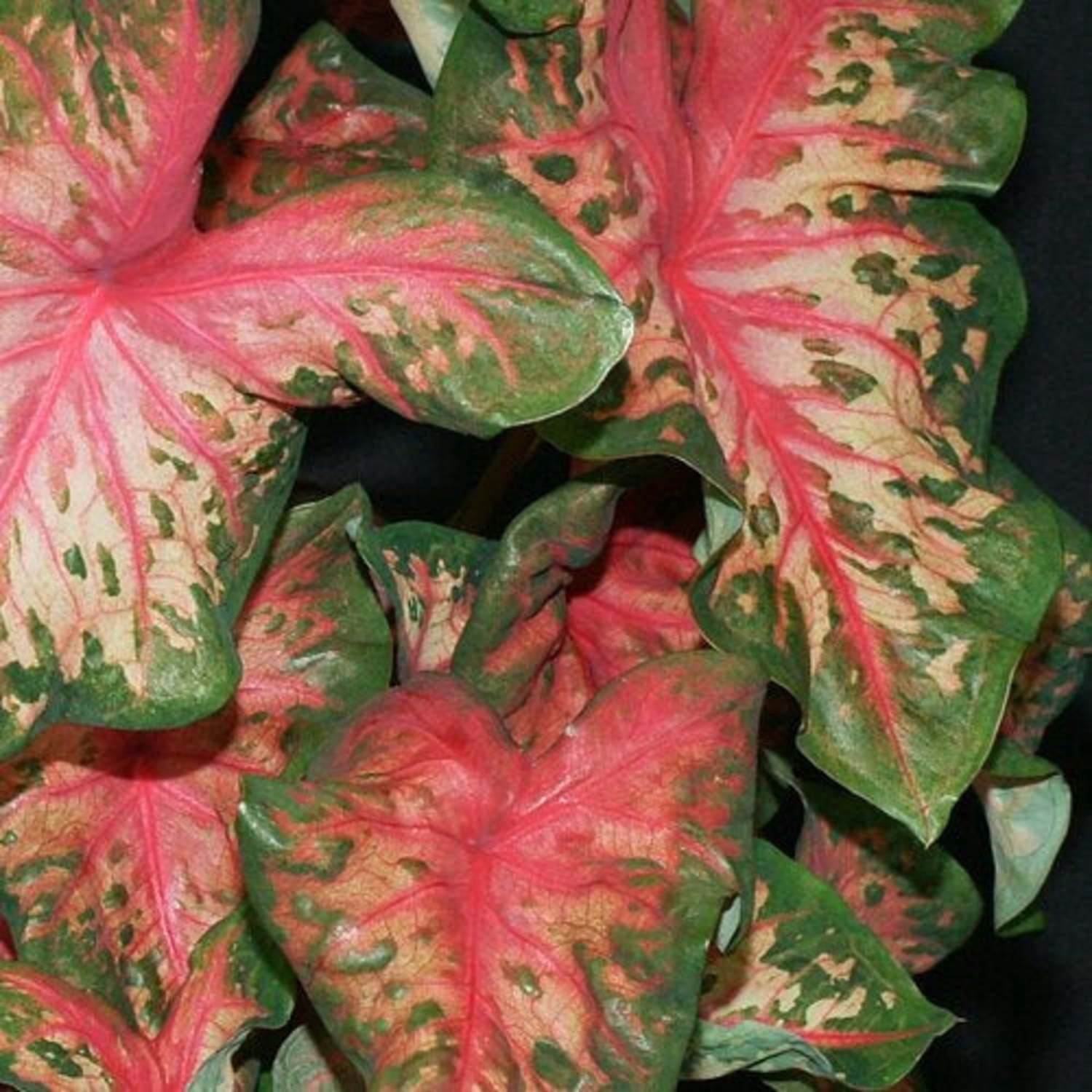 Proven Winners 5" Multicolor Heart to Heart 'Clowning Around' Shade Caladium Live Plant in 4.5" Pot