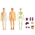 thumbnail image 3 of 3X 3D Human Body Anatomy Model Children Plastic DIY Skeleton Toy Science Early Learning Aids Educational Toys, 3 of 6