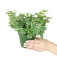 thumbnail image 6 of Golden English Ivy (2" Terracotta Pot) - Best Trailing Houseplant for Home Office - Live Healthy Easy to Care Houseplant for Beginners, 6 of 9