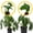 Monstera Deliciosa & Velvet Elvis, variant on Monstera Deliciosa 2-4" 1ct – Live Plant for Indoor Outdoor Use, Garden & Landscaping – Live Arrival Guaranteed