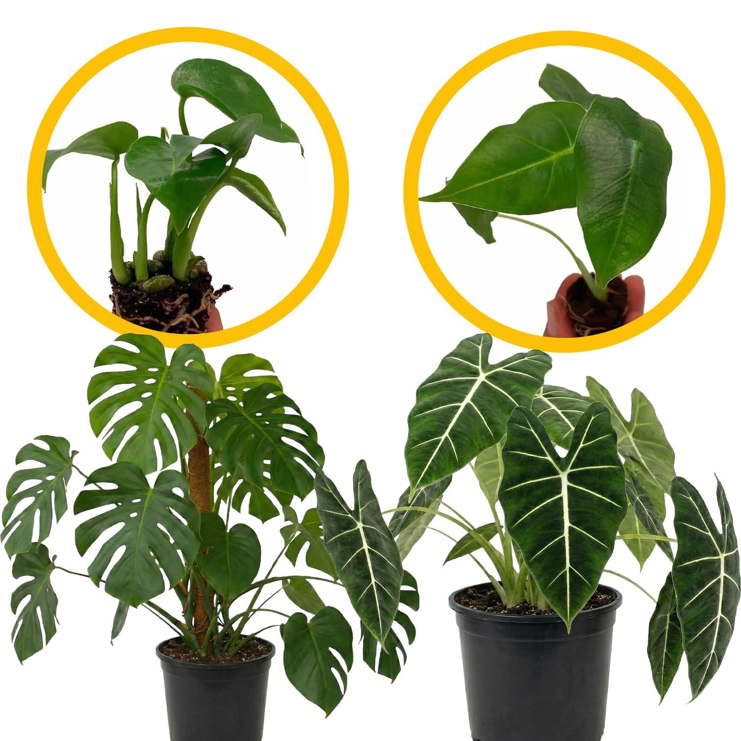 Monstera Deliciosa 2-4" & Alocasia Frydek ‘Velvet Elvis’ 2-4" (Alocasia micholitziana) 2ct – Live Plant for Indoor Outdoor Use, Garden & Landscaping – Live Arrival Guaranteed