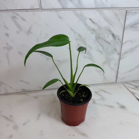 Monstera Burle Marx Flame, 4” Plant, The Plant Farm