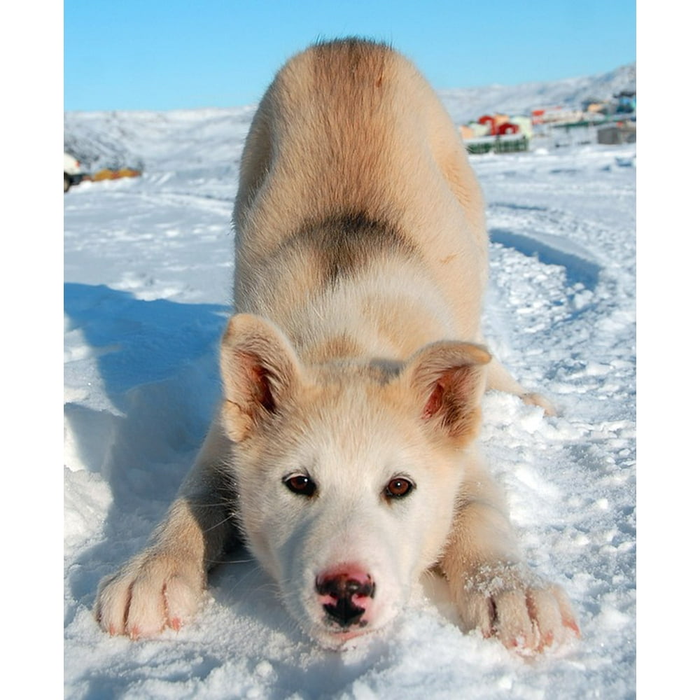 Greenland Greenland Dog Dog20 Inch By 30 Inch Laminated Poster With